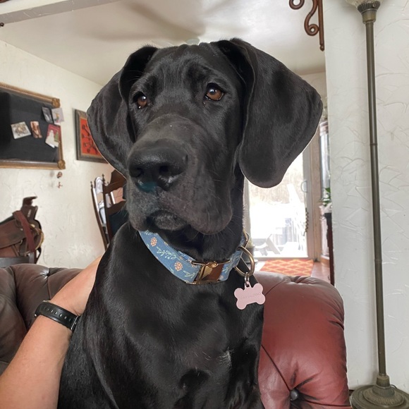 Meet your Posher, Pet friendly Patricia - Picture 2 of 4